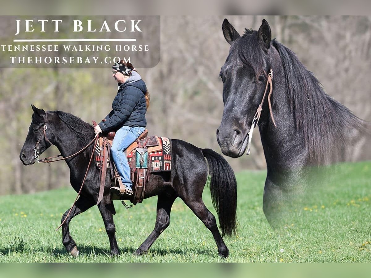 Tennessee walking horse Caballo castrado 6 años 142 cm Negro in Parkers Lake, KY