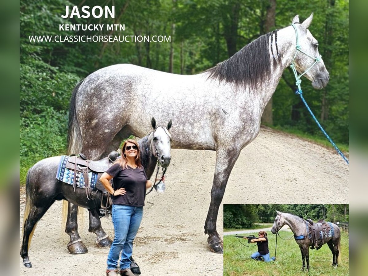 Tennessee walking horse Caballo castrado 6 años 142 cm Tordo in Gillsville, GA