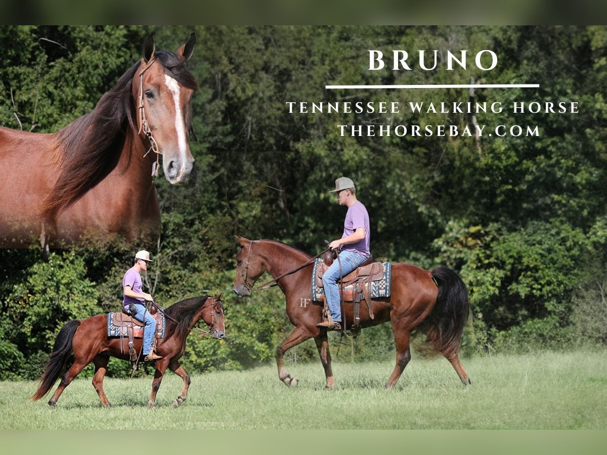 Tennessee walking horse Caballo castrado 6 años 152 cm Castaño rojizo in Parkers Lake, KY