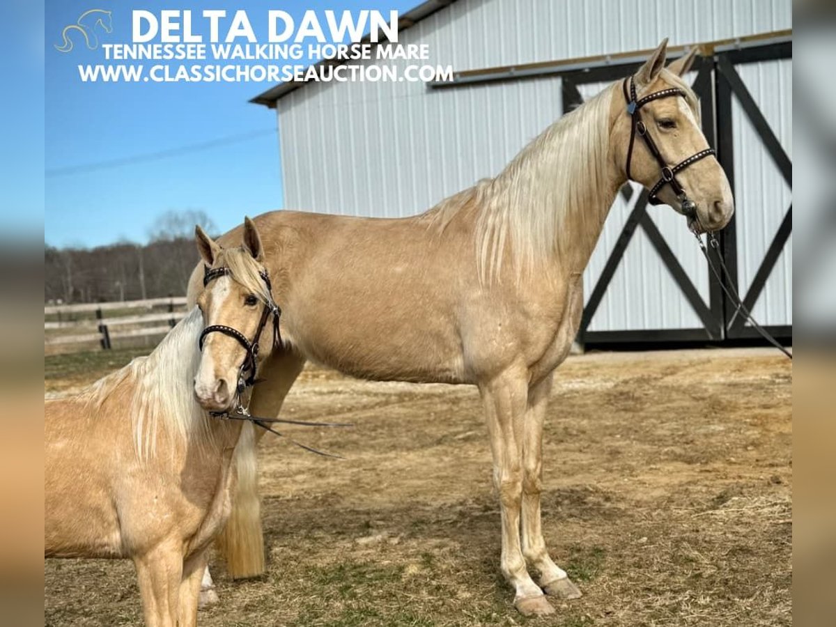 Tennessee walking horse Caballo castrado 6 años 152 cm Champán in Beattyville, KY