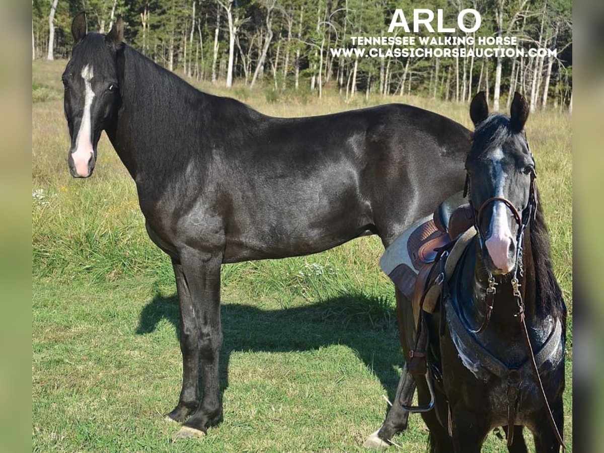 Tennessee walking horse Caballo castrado 6 años 152 cm Negro in Park Hills, MO