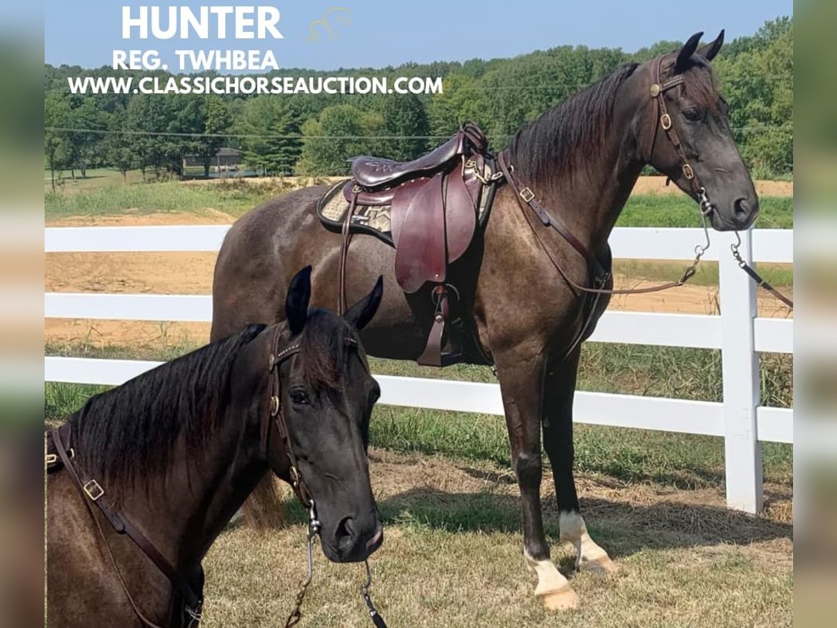 Tennessee walking horse Caballo castrado 6 años 152 cm Tobiano-todas las-capas in Boonville, IN