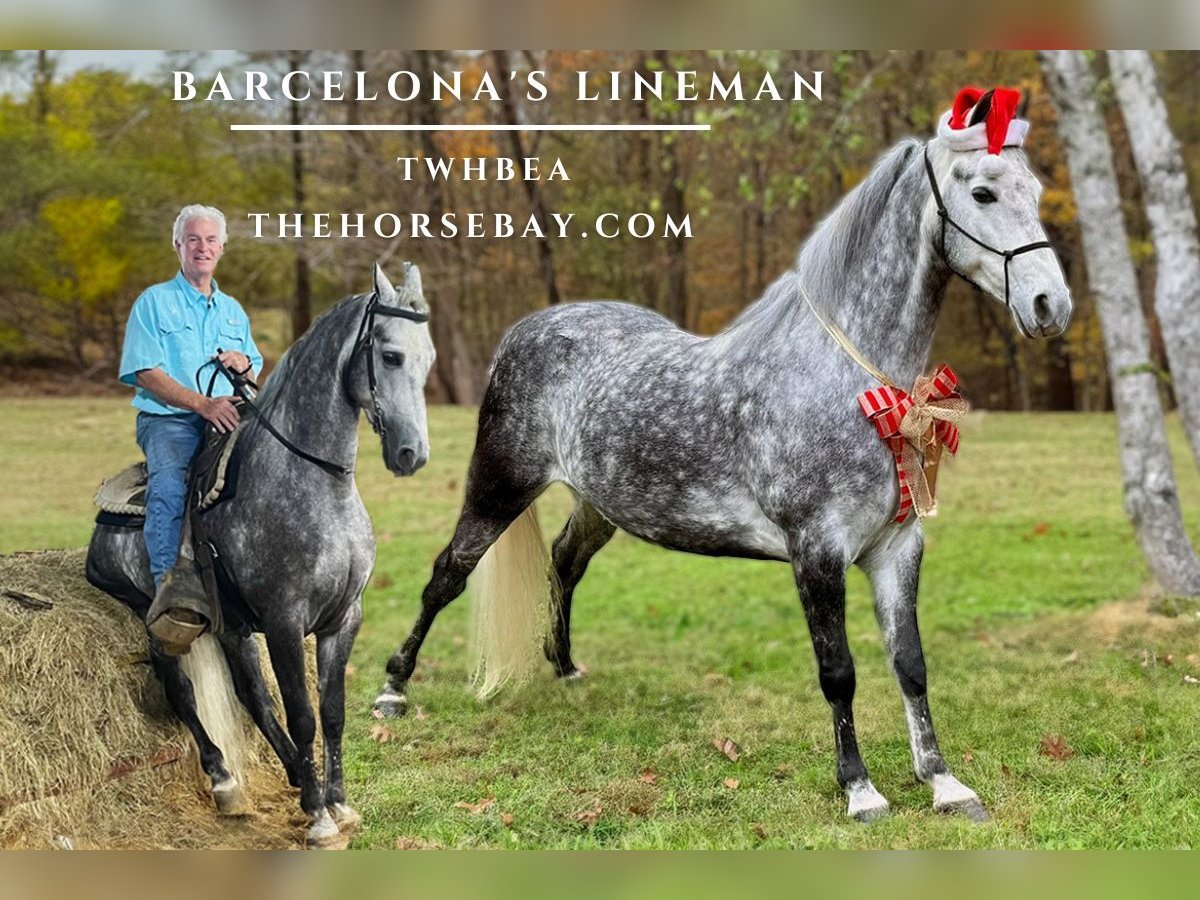 Tennessee walking horse Caballo castrado 6 años 152 cm Tordo in Cedar Grove, TN