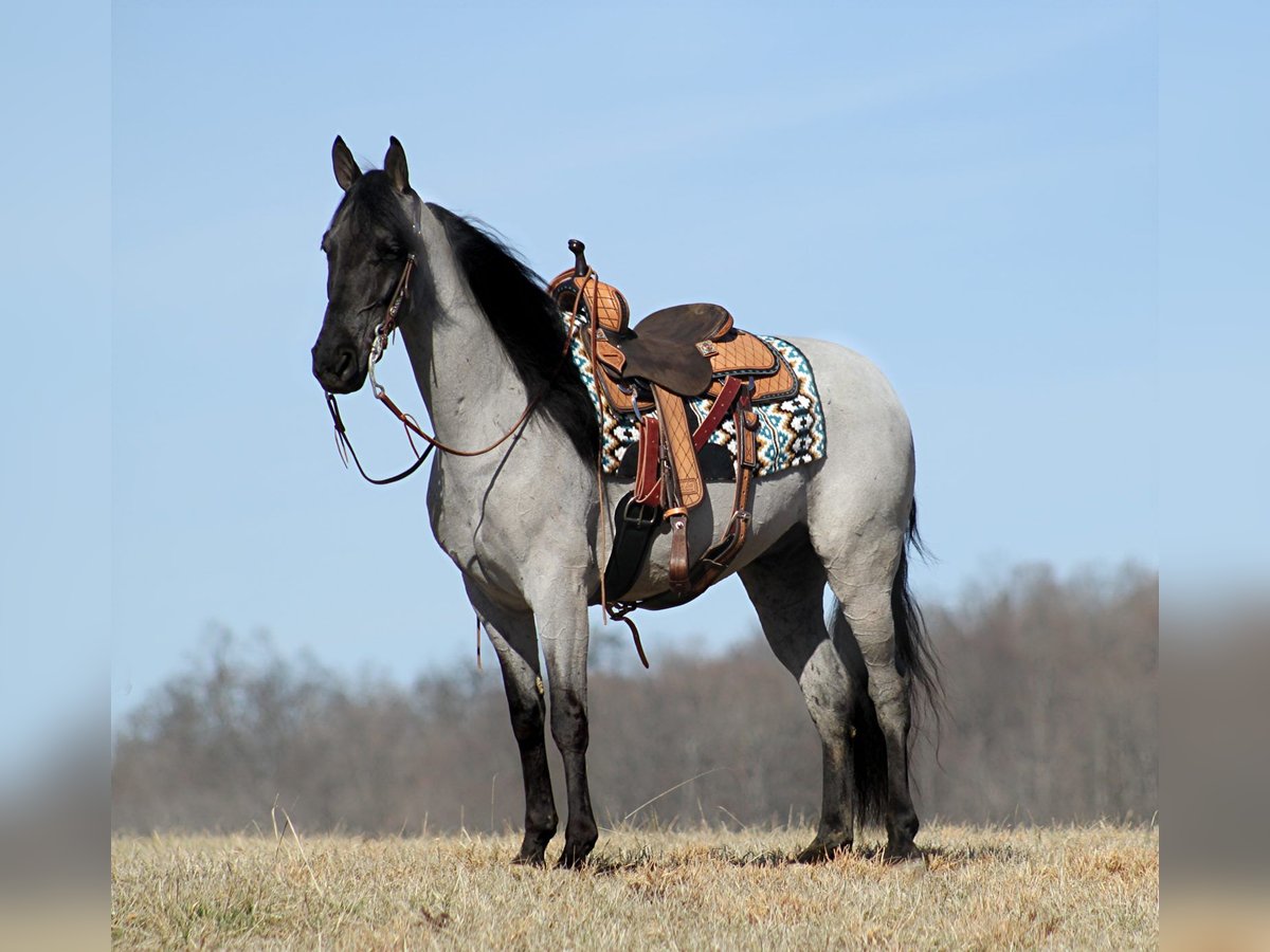 Tennessee walking horse Caballo castrado 6 años 163 cm Ruano azulado in Norwich