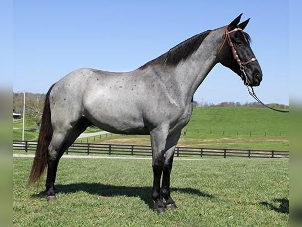 Tennessee walking horse Caballo castrado 6 años 163 cm Ruano azulado in Clarksville