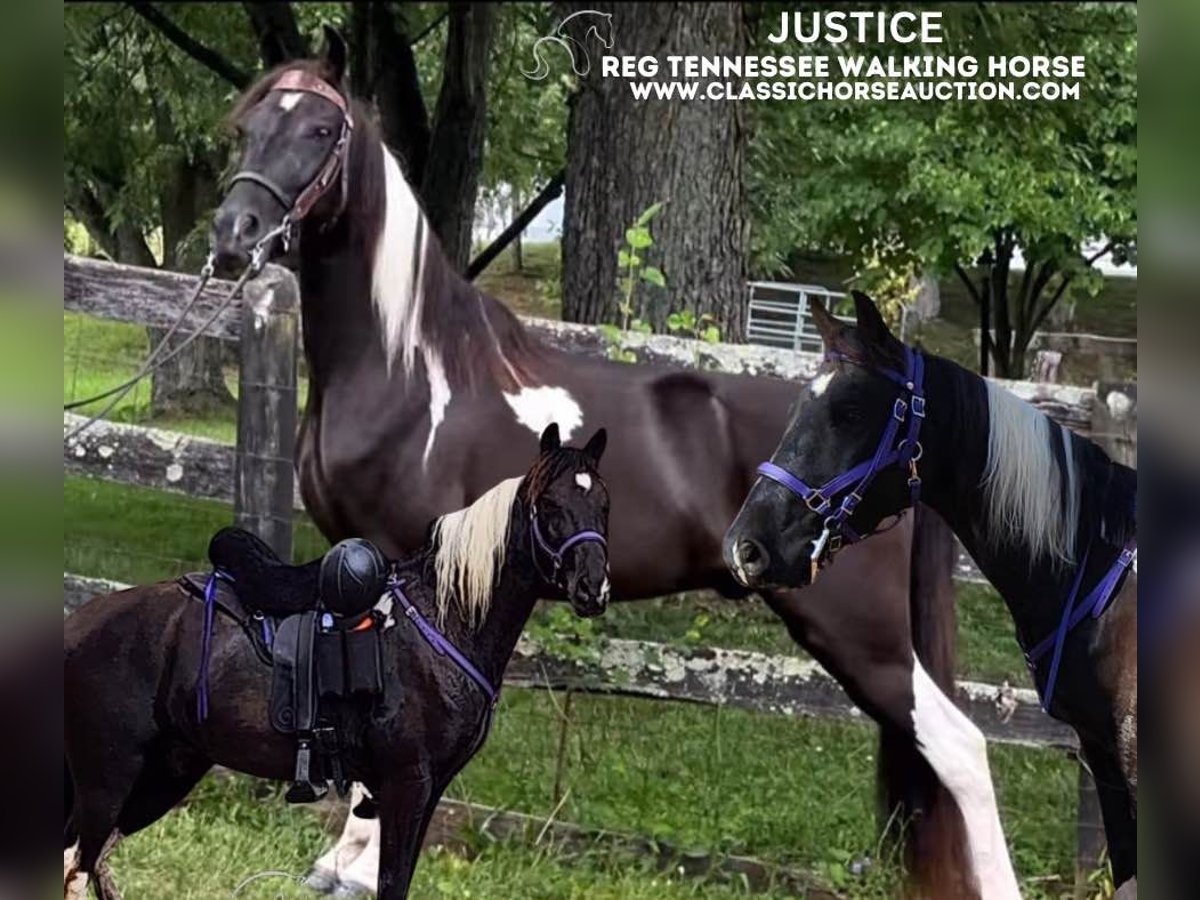 Tennessee walking horse Caballo castrado 7 años 142 cm Tobiano-todas las-capas in Manchester,MI