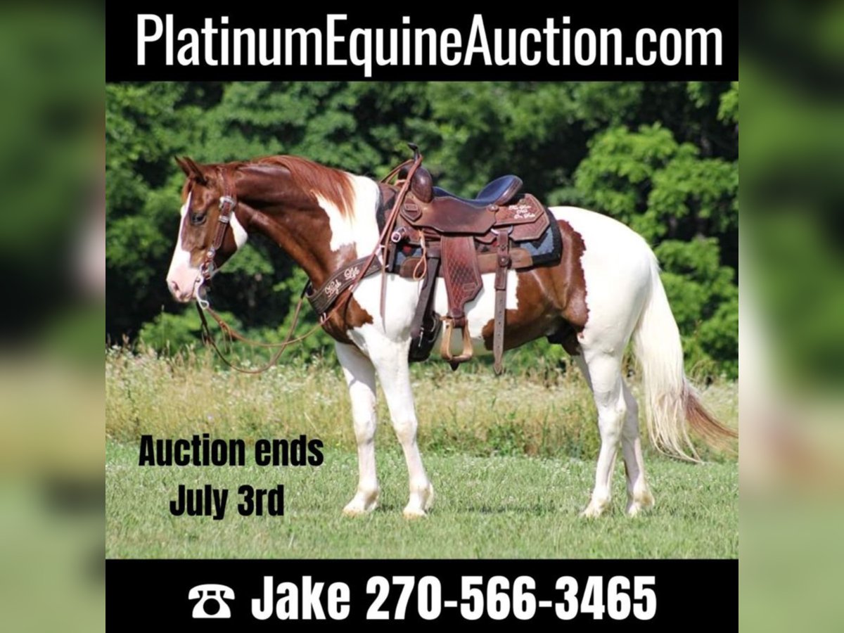 Tennessee walking horse Caballo castrado 7 años 147 cm Tobiano-todas las-capas in Jamestown Ky