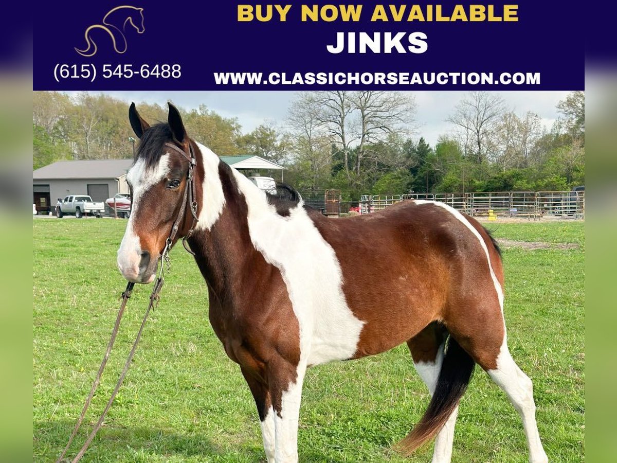 Tennessee walking horse Caballo castrado 7 años 152 cm in Woodbury, TN