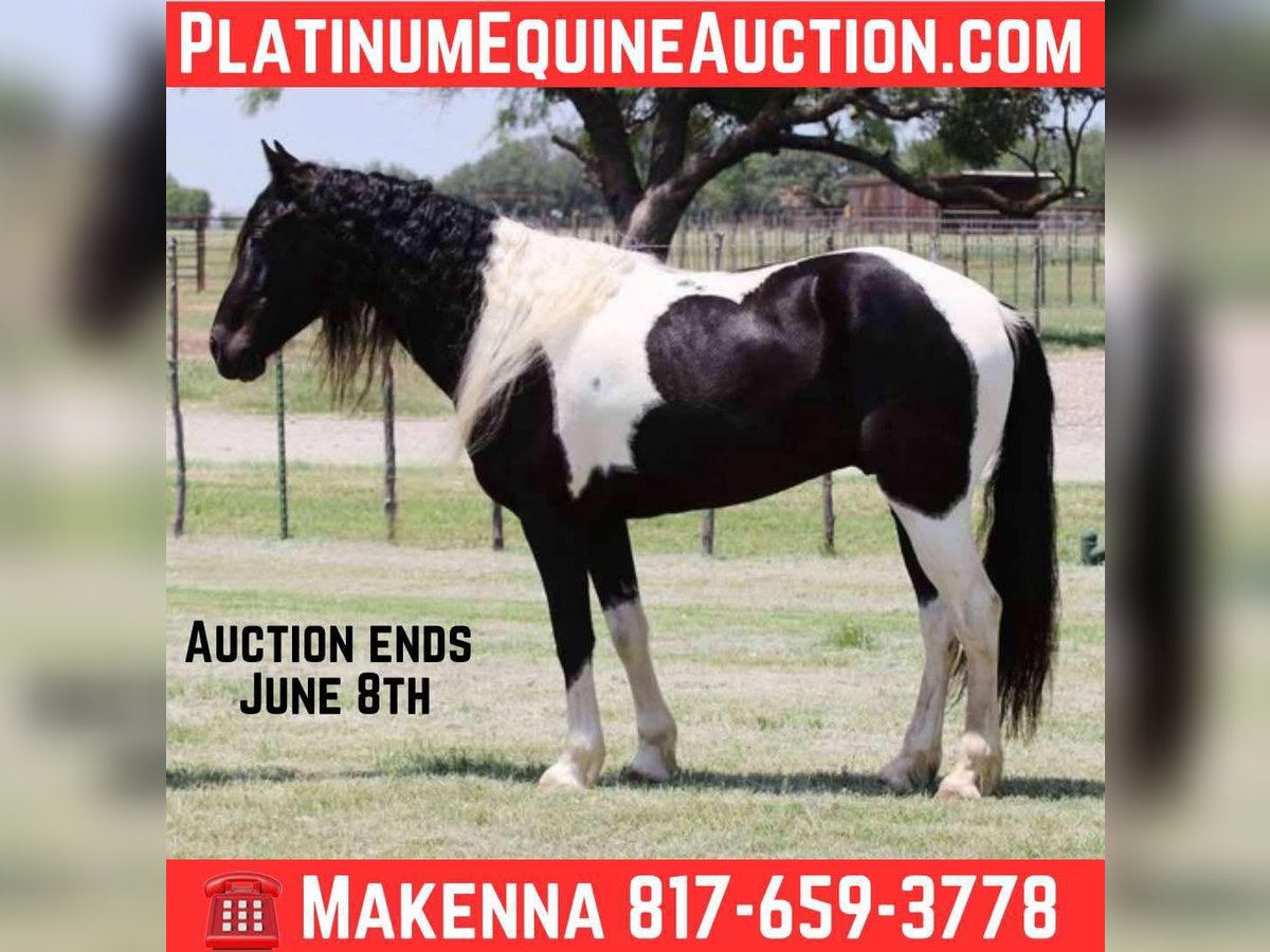 Tennessee walking horse Caballo castrado 7 años 152 cm Tobiano-todas las-capas in Lipan TX