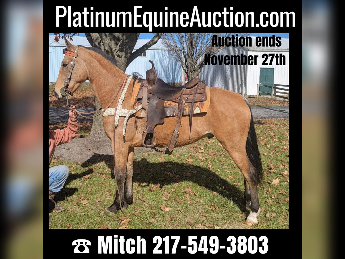 Tennessee walking horse Caballo castrado 7 años 155 cm Buckskin/Bayo in Charleston IL