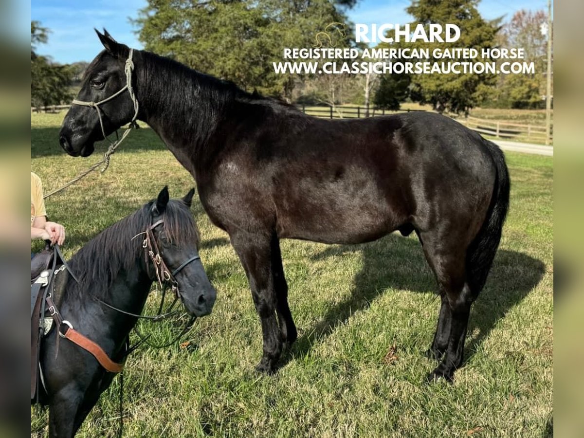 Tennessee walking horse Caballo castrado 8 años 132 cm Negro in Fayetteville, TN