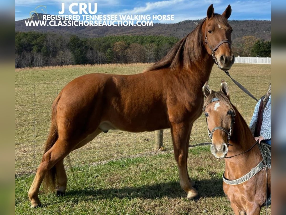 Tennessee walking horse Caballo castrado 8 años 142 cm Alazán rojizo in Blanch, NC