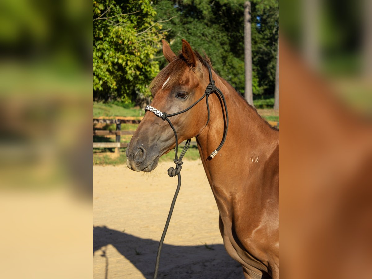 Tennessee walking horse Caballo castrado 8 años 142 cm Alazán-tostado in Marietta