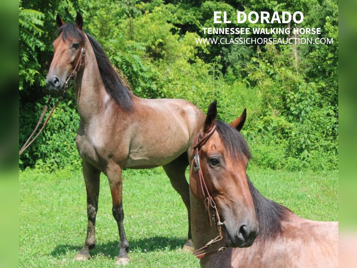 Tennessee walking horse Caballo castrado 8 años 142 cm Castaño-ruano in Rockholds, KY