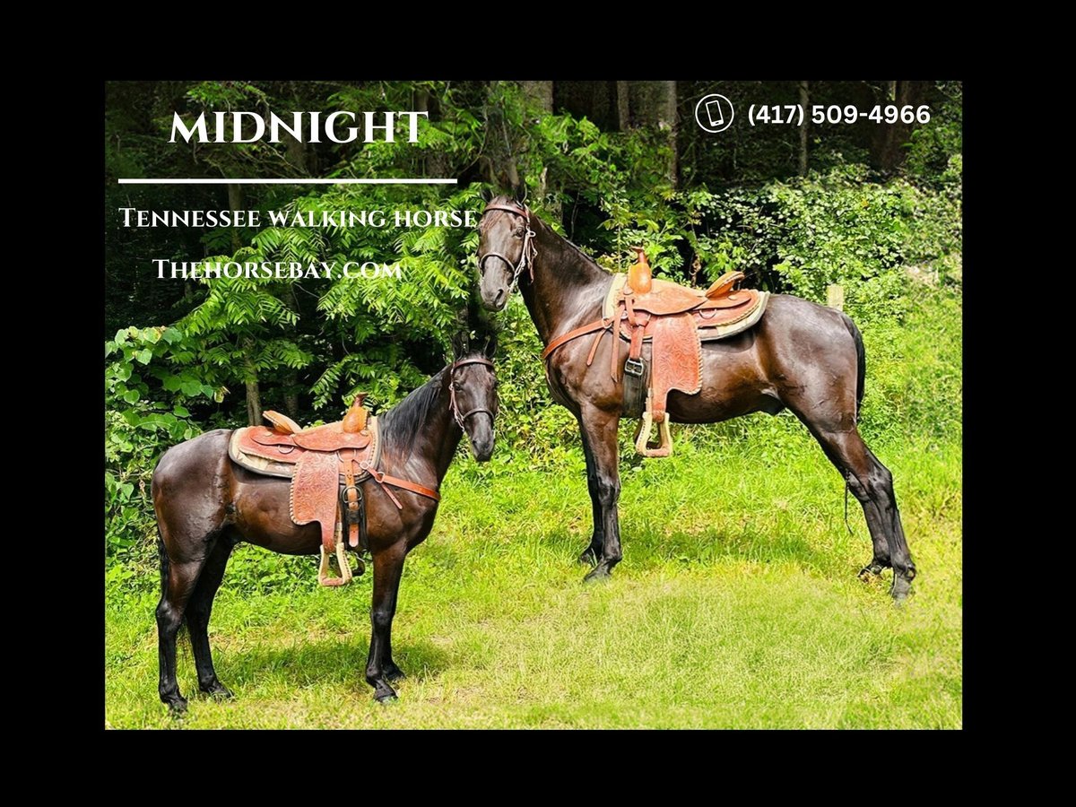Tennessee walking horse Caballo castrado 8 años 145 cm Negro in Tompkinsville. KY