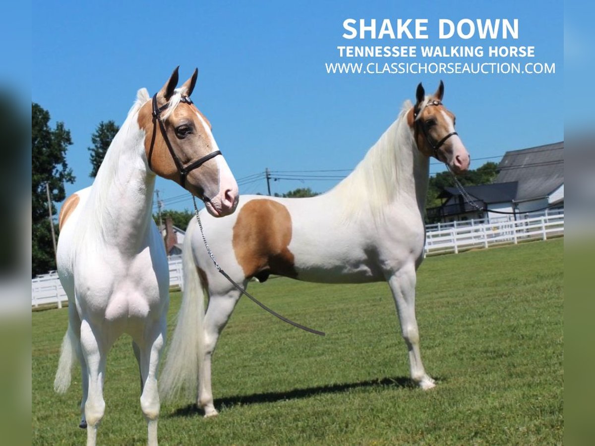 Tennessee walking horse Caballo castrado 8 años 152 cm Palomino in Lewisburg, tn