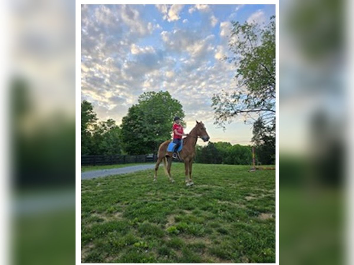 Tennessee walking horse Caballo castrado 8 años 163 cm Alazán rojizo in Louisville ky Tennessee walking horse Caballo castrado 8 años 163 cm Alazán rojizo in Louisville ky