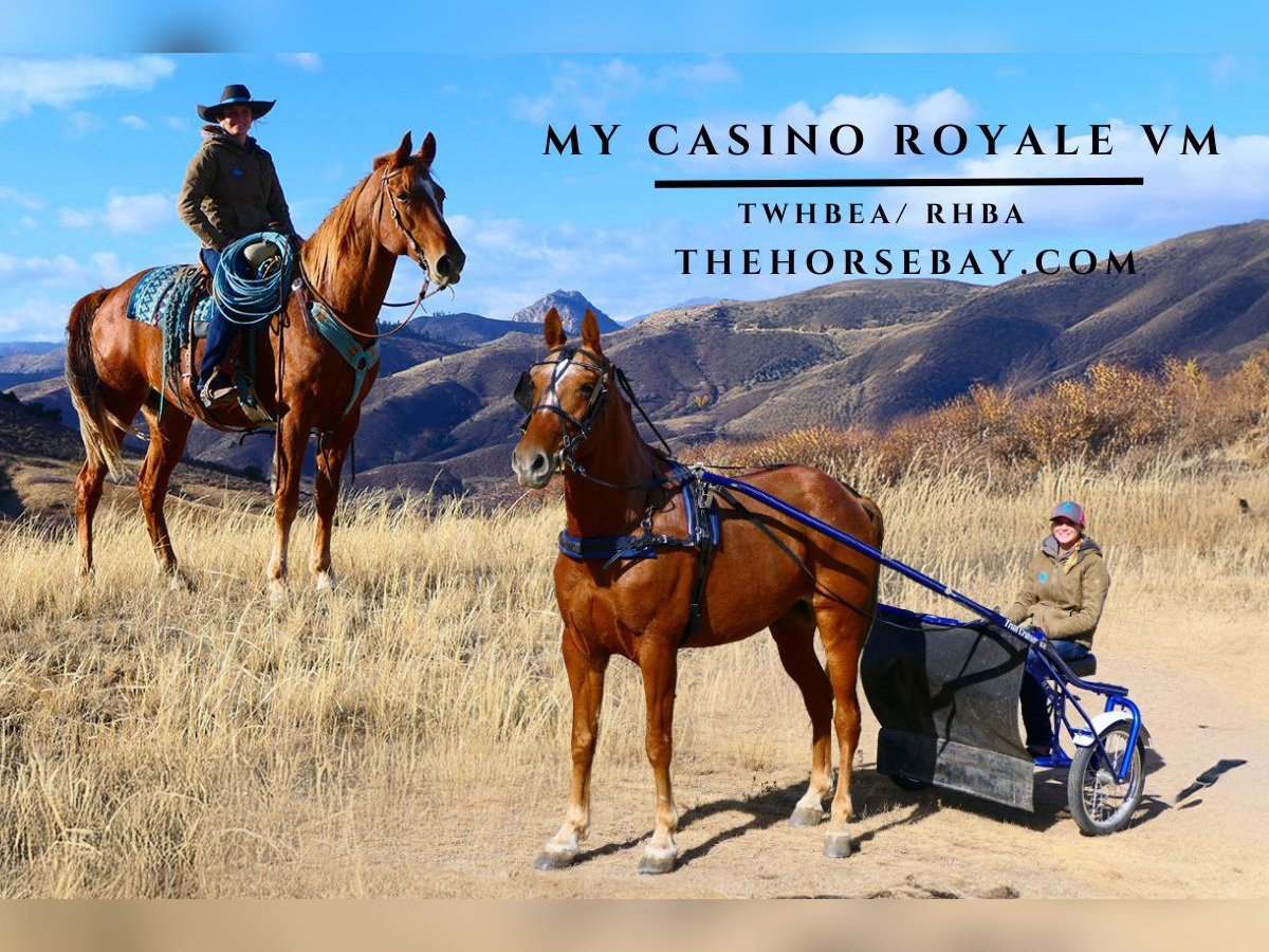 Tennessee walking horse Caballo castrado 8 años 163 cm Alazán rojizo in Fort Collins, CO