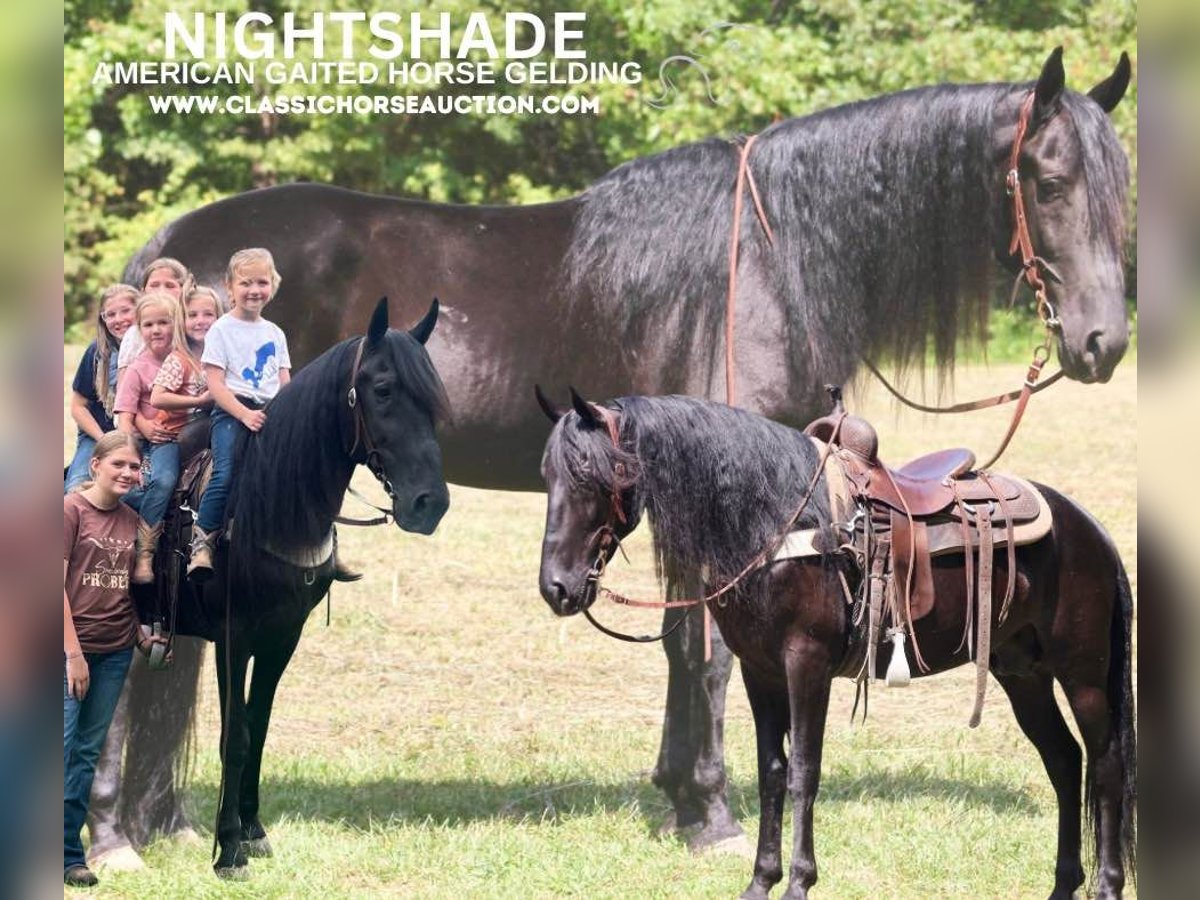 Tennessee walking horse Caballo castrado 9 años 142 cm Negro in Whitley City, KY