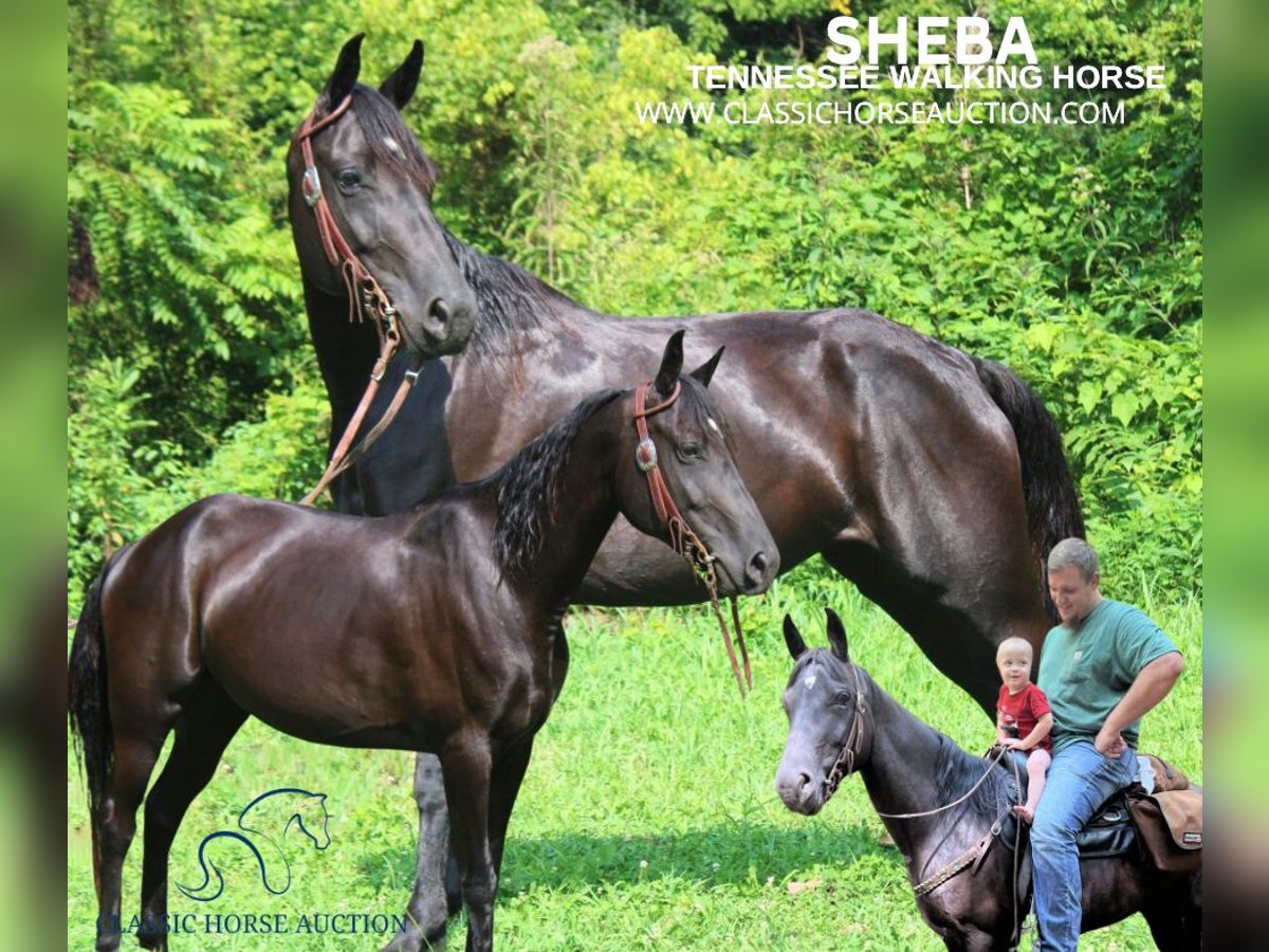 Tennessee walking horse Caballo castrado 9 años 142 cm Negro in Rockholds, KY