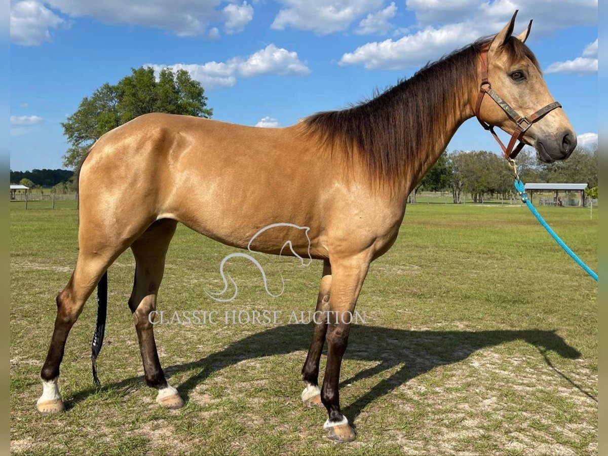 Tennessee walking horse Caballo castrado 9 años 152 cm Buckskin/Bayo in Morriston, FL