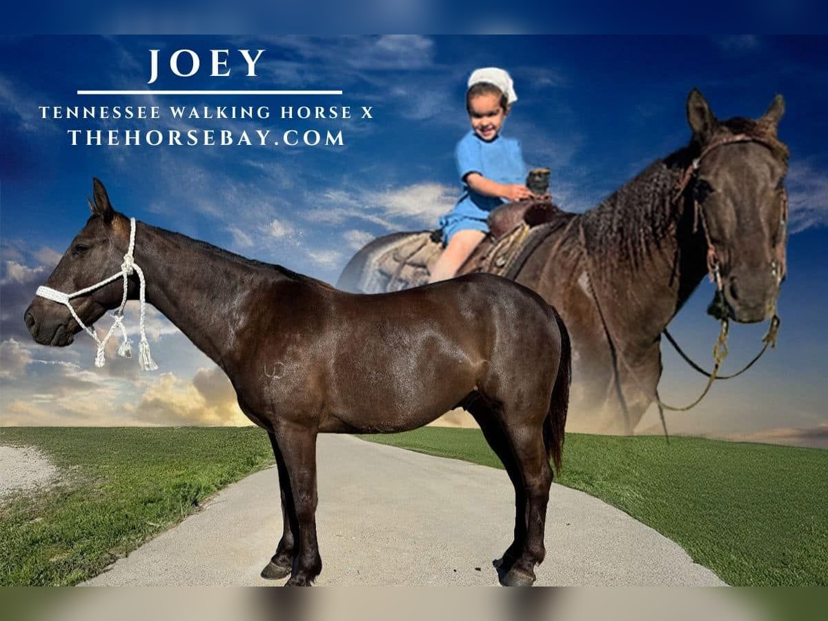 Tennessee walking horse Mestizo Caballo castrado 9 años 152 cm Castaño rojizo in Mount Ayr, IA