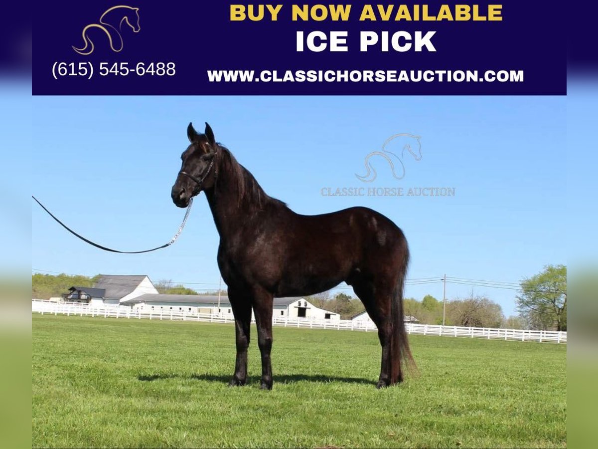 Tennessee walking horse Caballo castrado 9 años 152 cm Negro in Lewisburg,TN