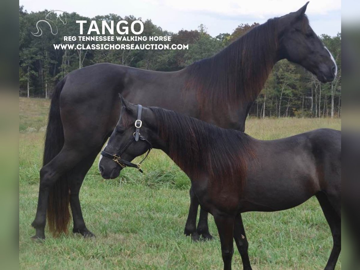 Tennessee walking horse Caballo castrado 9 años 152 cm Negro in Park Hills, MO