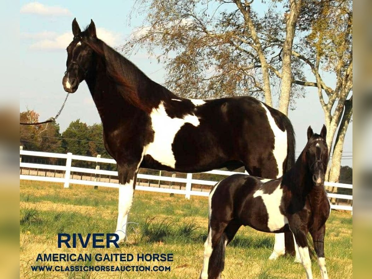 Tennessee walking horse Caballo castrado 9 años 152 cm Tobiano-todas las-capas in Lewisburg, TN