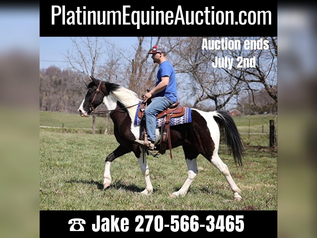 Tennessee walking horse Caballo castrado 9 años 152 cm Tobiano-todas las-capas in Jamestown KY