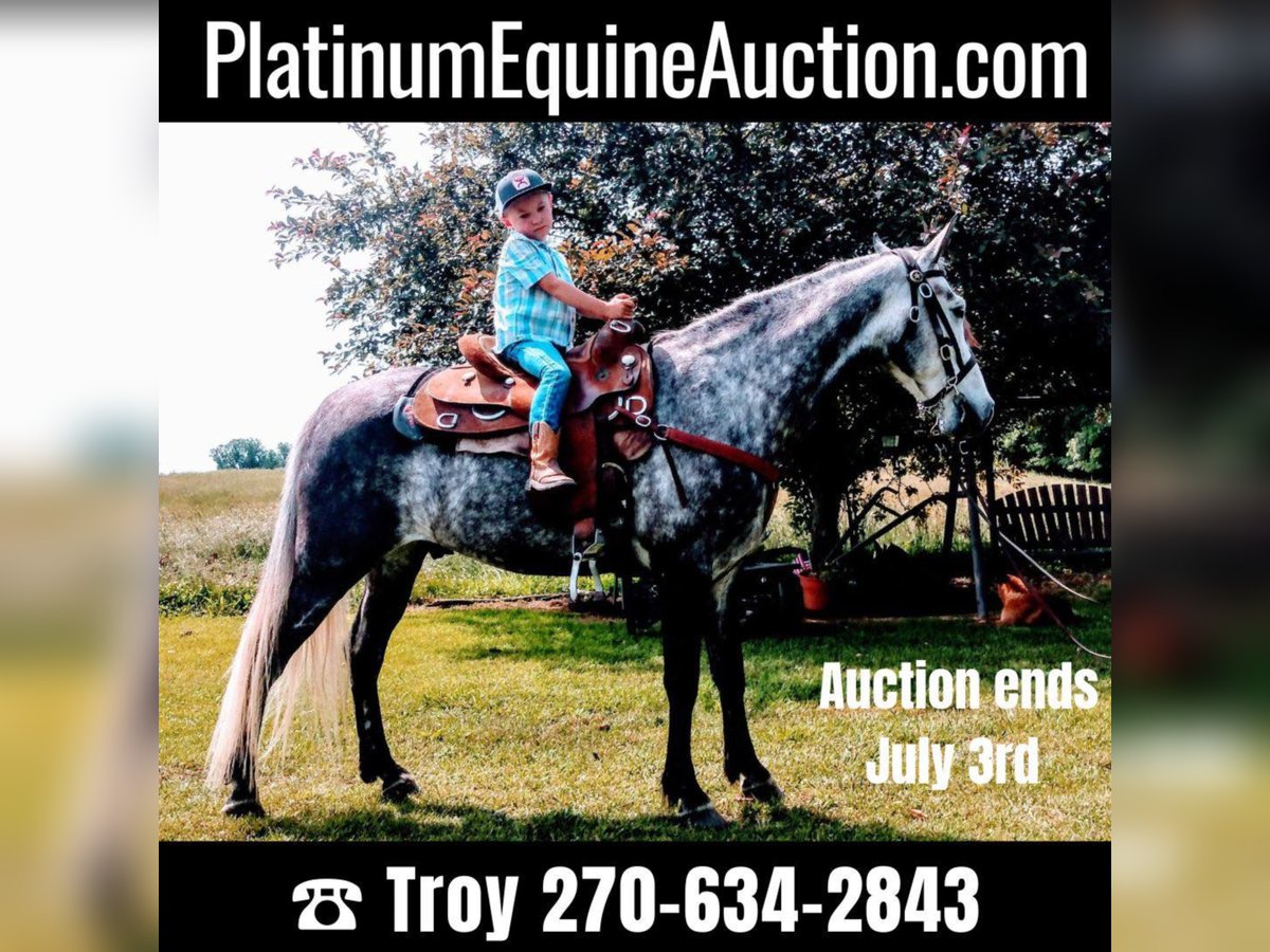 Tennessee walking horse Caballo castrado 9 años 152 cm Tordo in Columbia KY