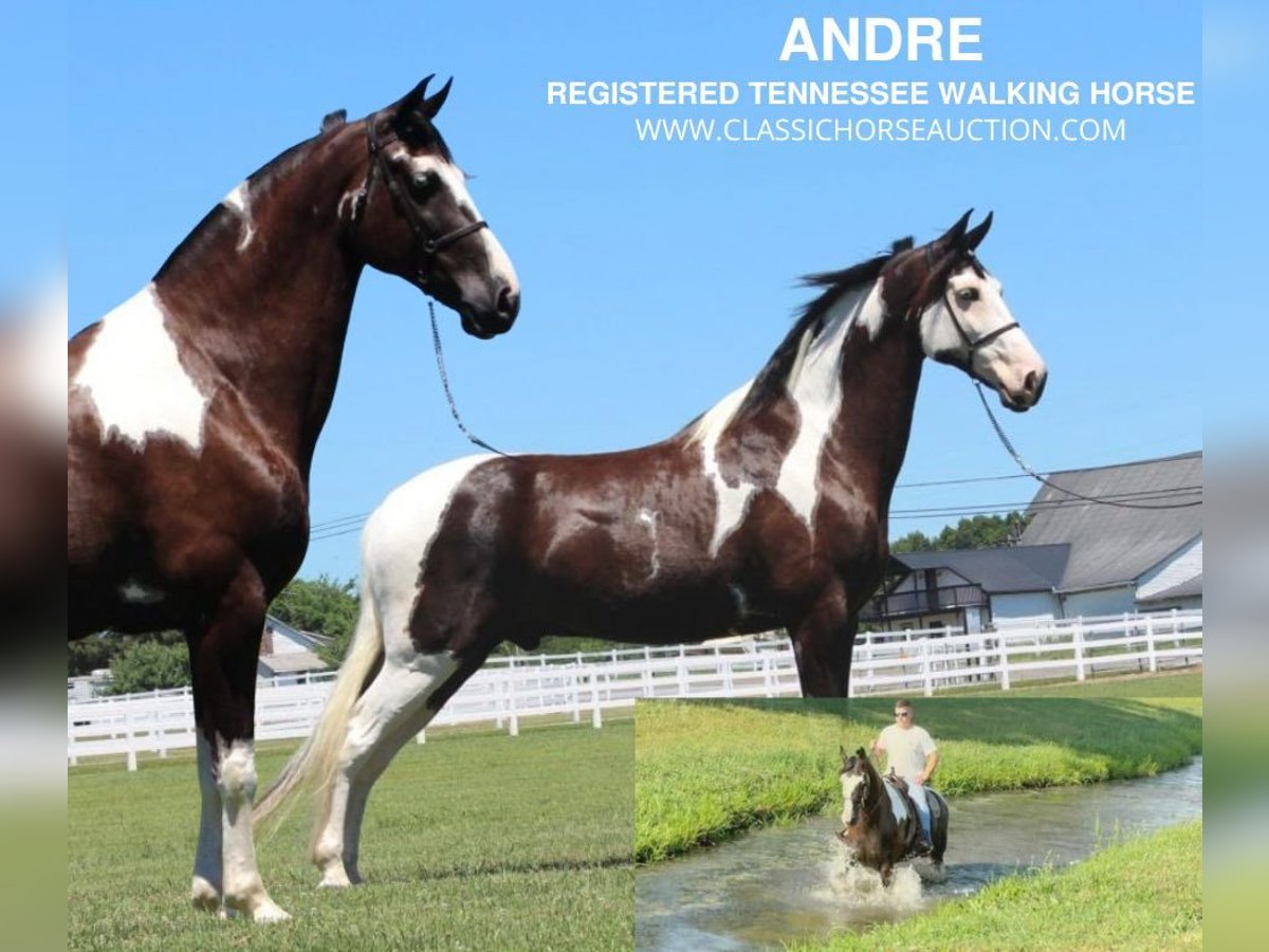 Tennessee walking horse Caballo castrado 9 años 173 cm Tobiano-todas las-capas in Lewisburg, TN