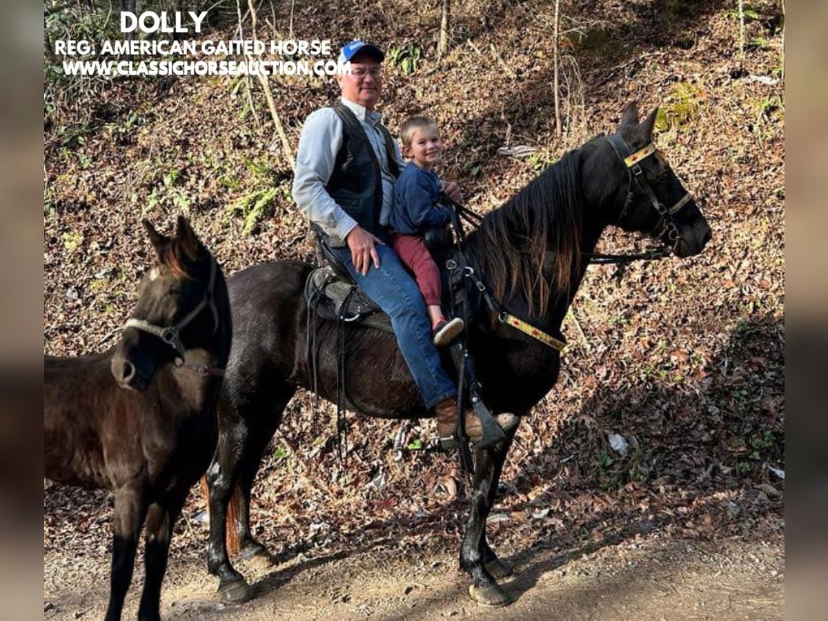 Tennessee Walking Horse Castrone 10 Anni 142 cm Morello in LONDON,KY