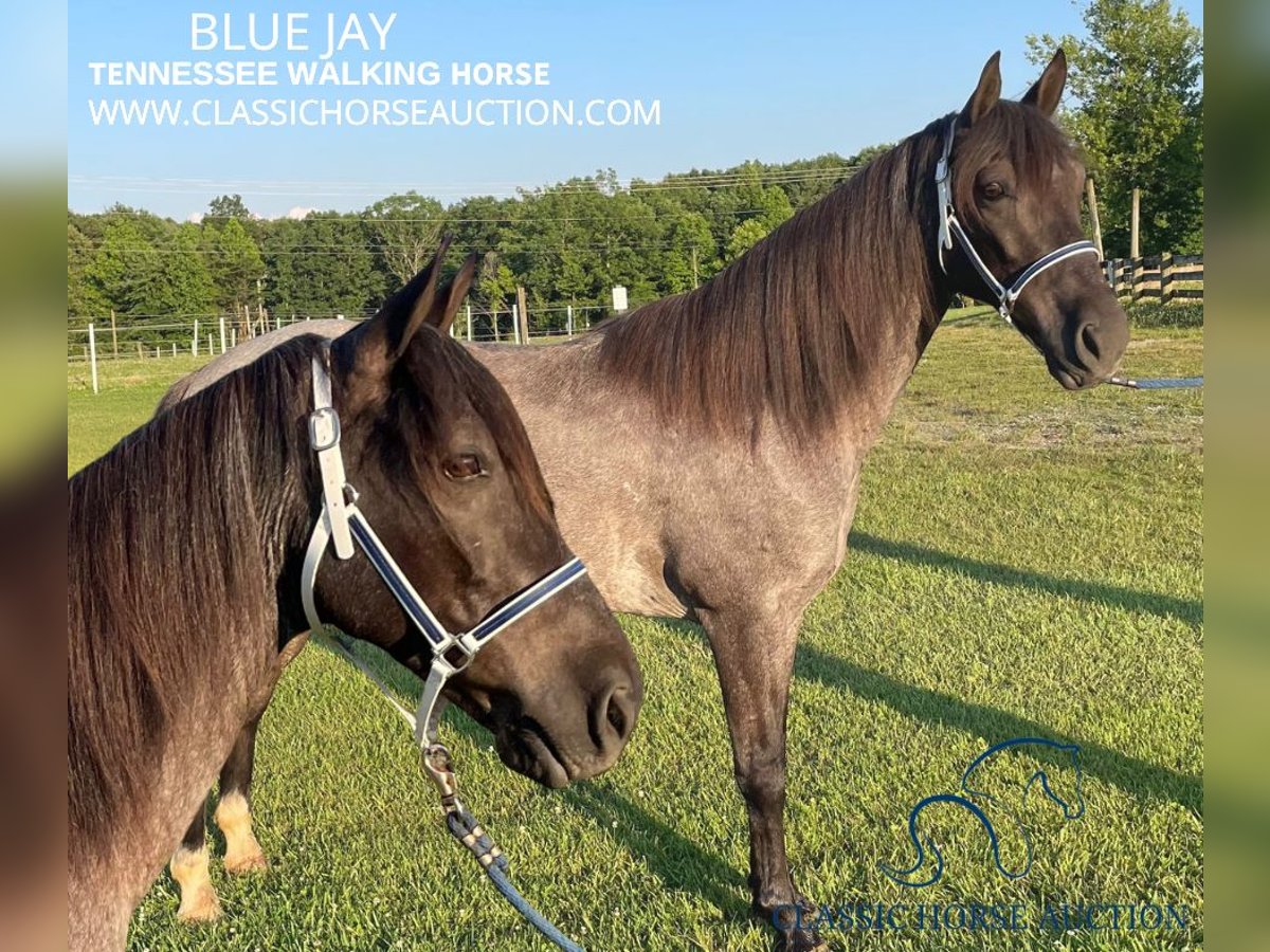 Tennessee Walking Horse Castrone 10 Anni 142 cm Roano blu in London, KY