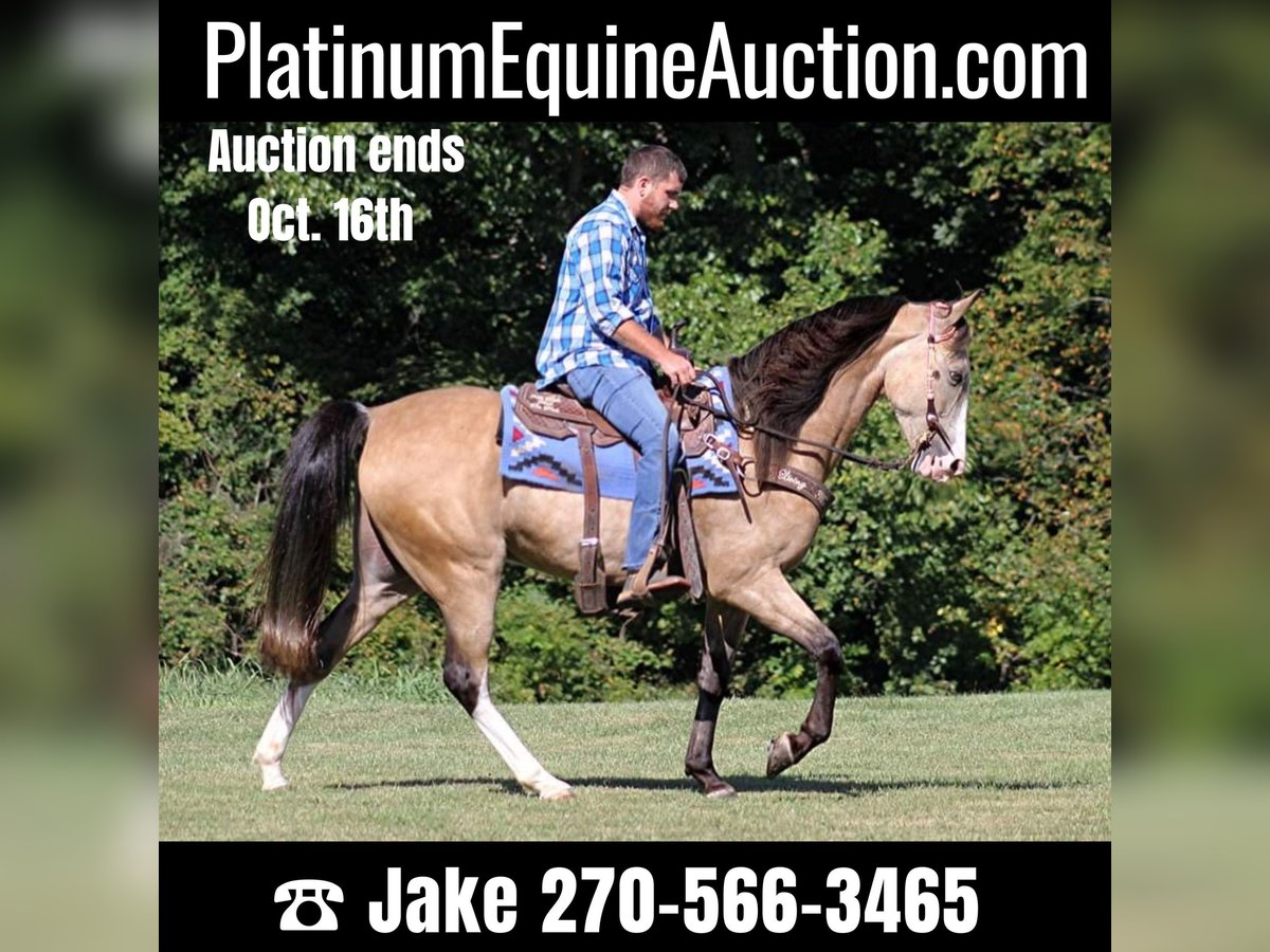 Tennessee Walking Horse Castrone 10 Anni 152 cm Pelle di daino in Jamestown, KY