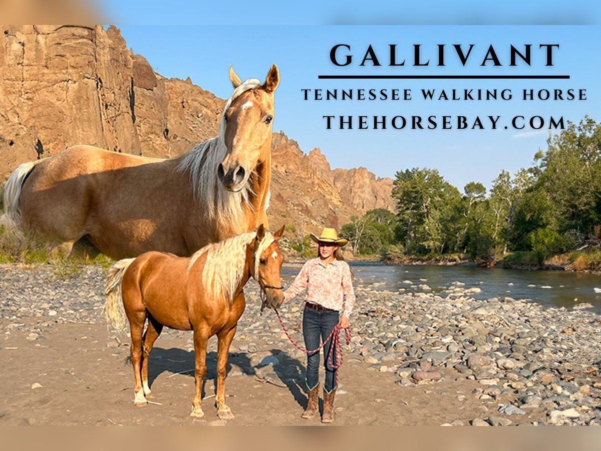 Tennessee Walking Horse Castrone 10 Anni 157 cm Palomino in Cody, WY