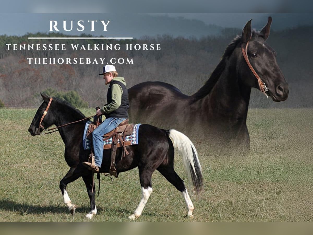 Tennessee Walking Horse Castrone 11 Anni 155 cm Tobiano-tutti i colori in Parkers Lake, KY