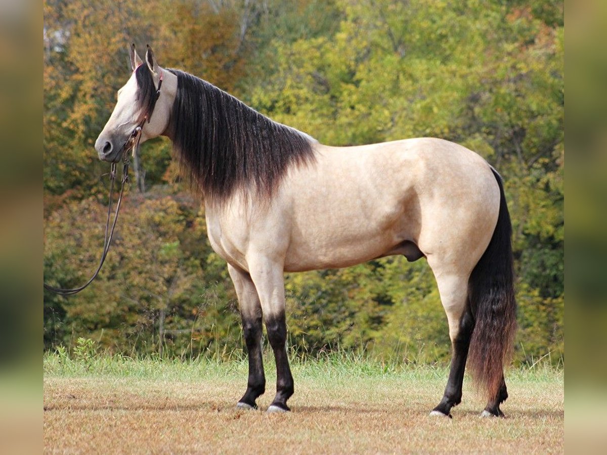 Tennessee Walking Horse Castrone 11 Anni 165 cm Pelle di daino in Corinth MS