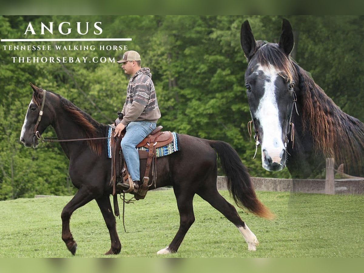 Tennessee Walking Horse Castrone 11 Anni Morello in Parkers Lake, KY