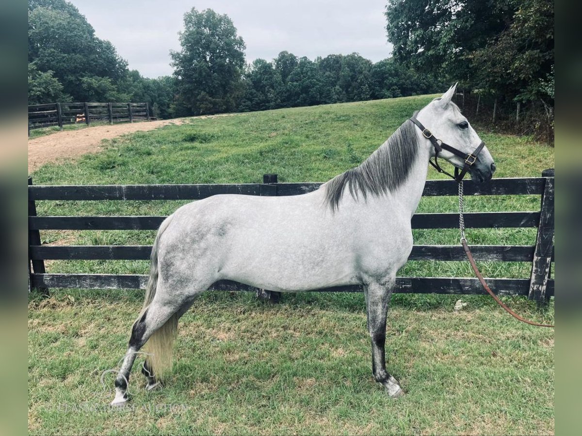 Tennessee Walking Horse Castrone 12 Anni 152 cm Grigio in Tompkinsville,KY