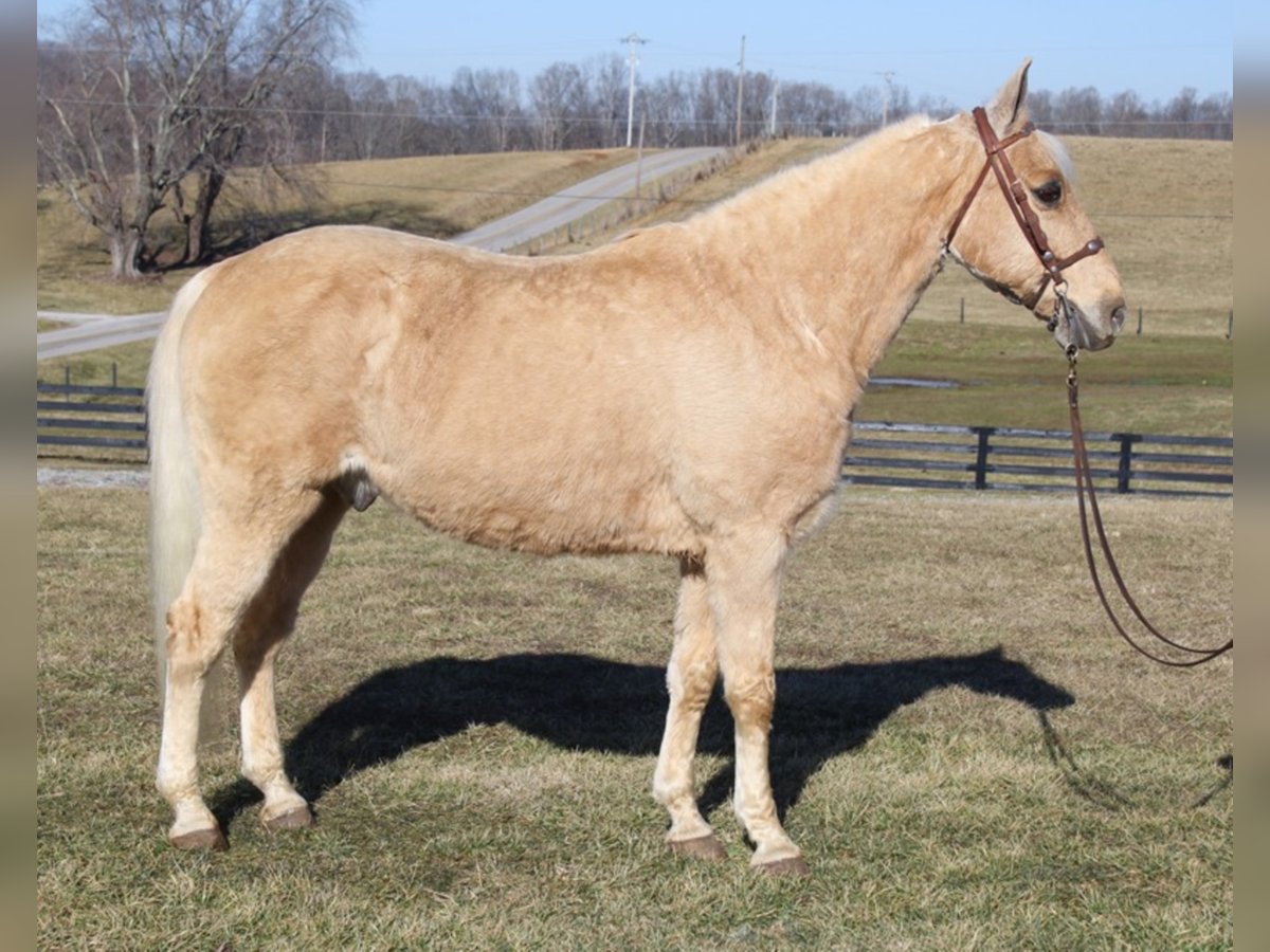 Tennessee Walking Horse Castrone 12 Anni 157 cm Palomino in Mount vernon Ky