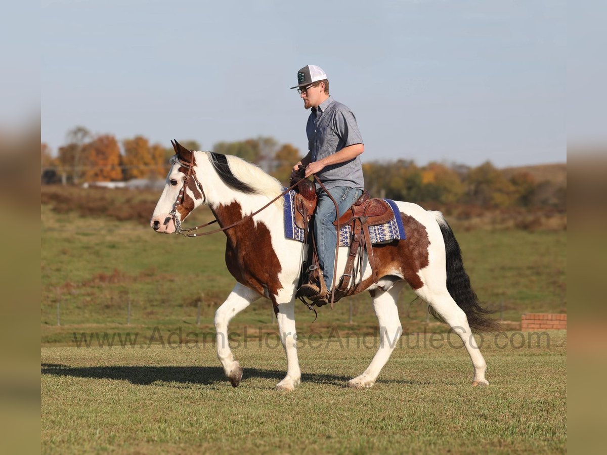 Tennessee Walking Horse Castrone 12 Anni Baio ciliegia in Mount Vernon