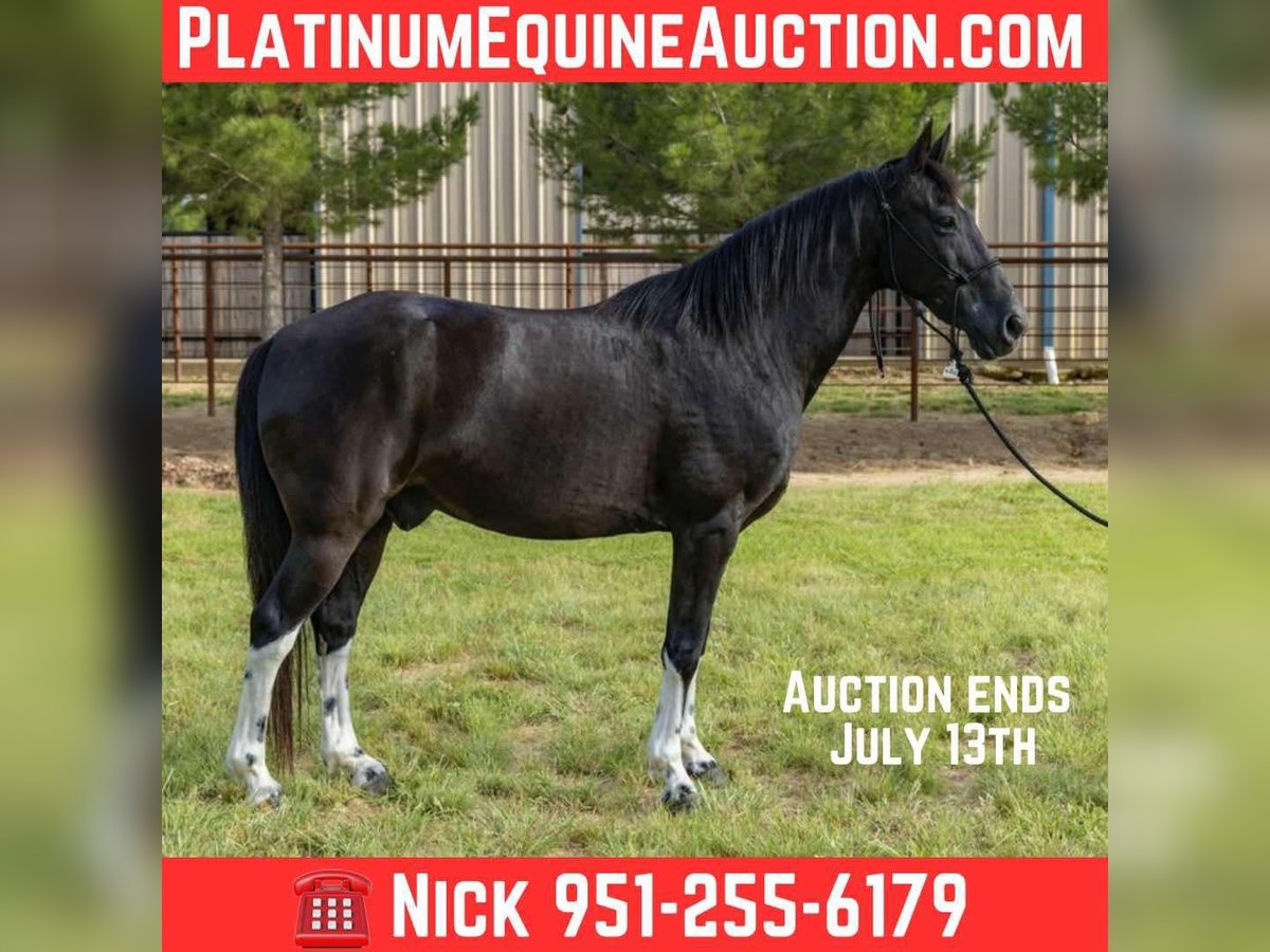 Tennessee Walking Horse Castrone 12 Anni Tobiano-tutti i colori in Weatherford TX
