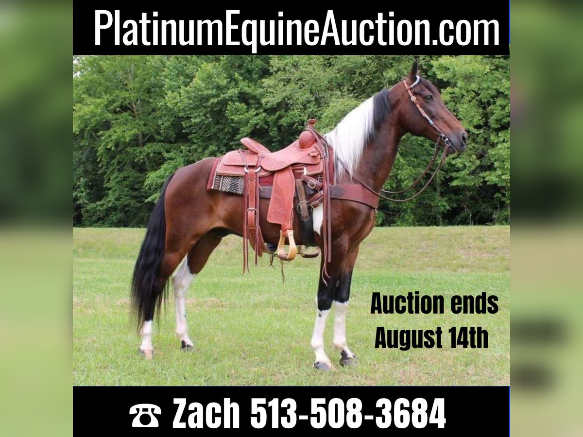 Tennessee Walking Horse Castrone 13 Anni 152 cm Tobiano-tutti i colori in Salyersville Ky