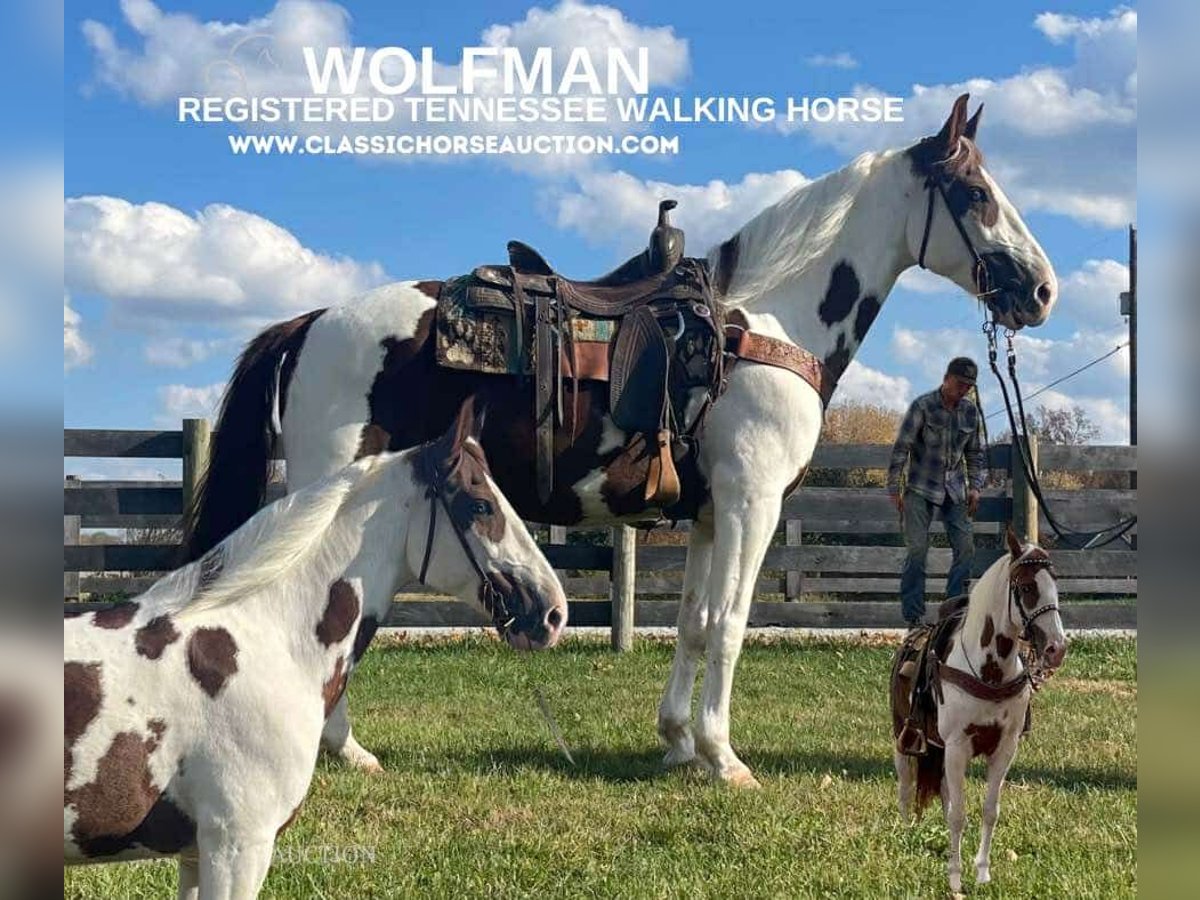 Tennessee Walking Horse Castrone 14 Anni 152 cm in New Richmond, OHIO