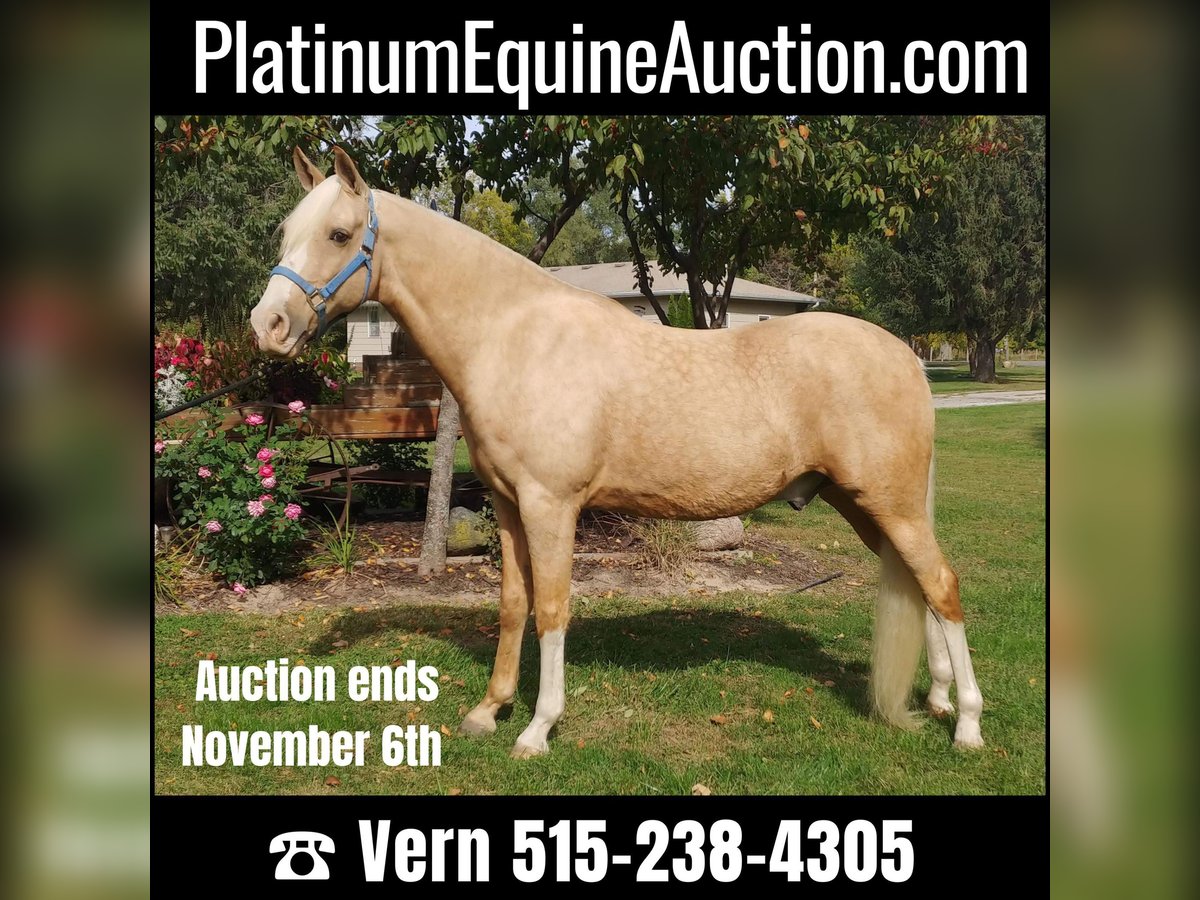 Tennessee Walking Horse Castrone 14 Anni 152 cm Palomino in Pleasant HIll IA