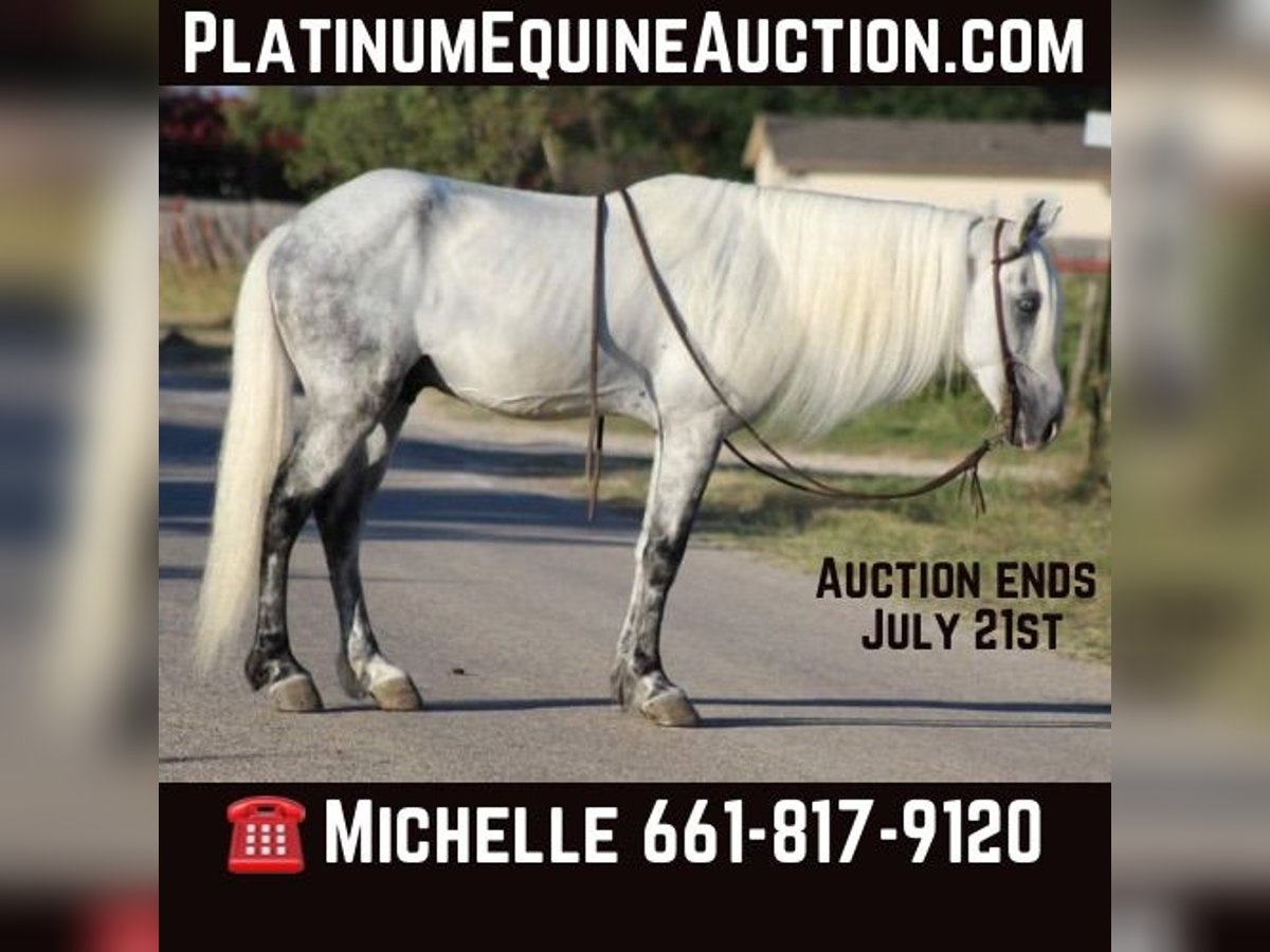 Tennessee Walking Horse Castrone 15 Anni 142 cm Grigio in Stephenville TX