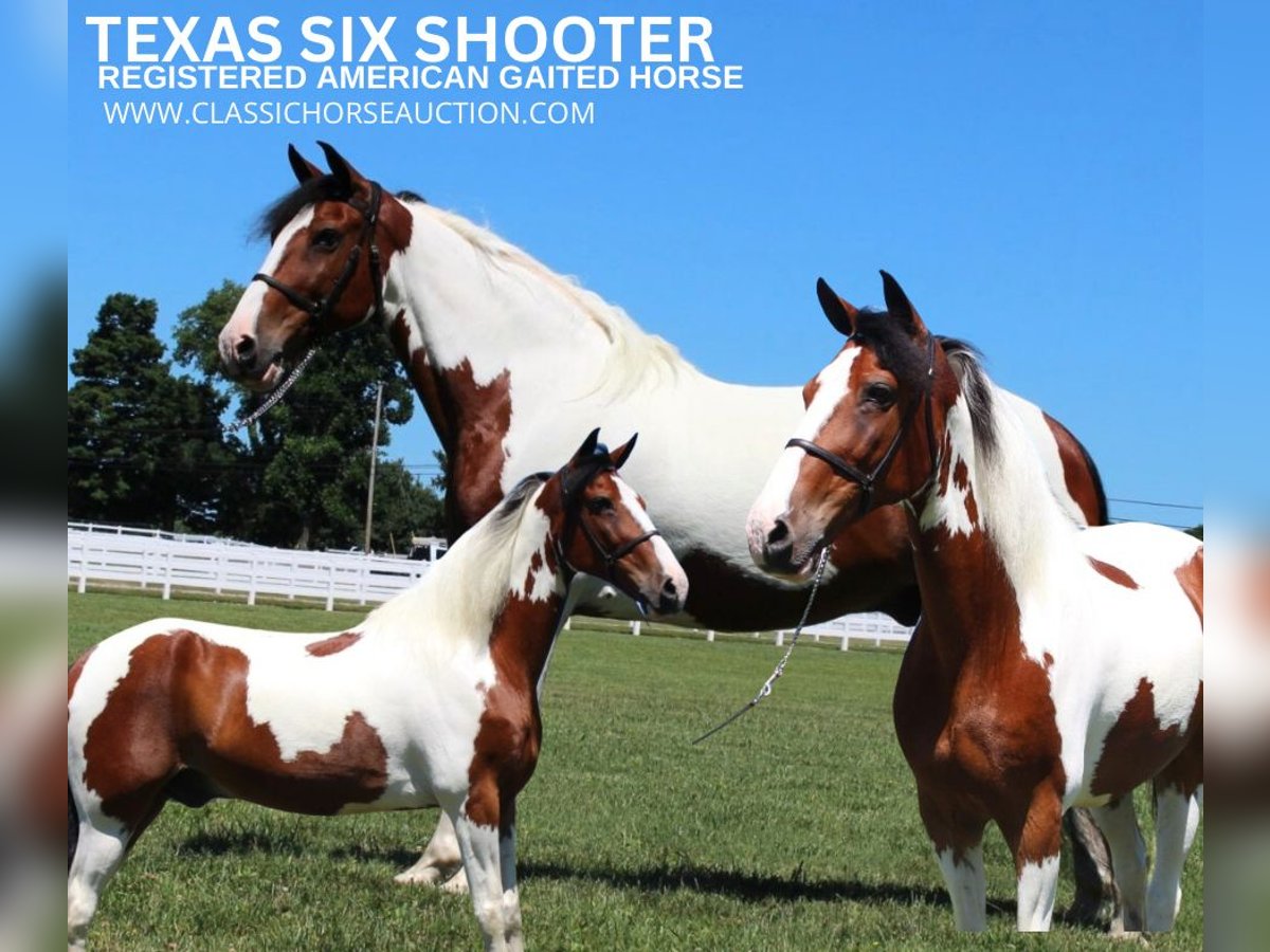 Tennessee Walking Horse Castrone 15 Anni 142 cm Tobiano-tutti i colori in Lewisburg, TN