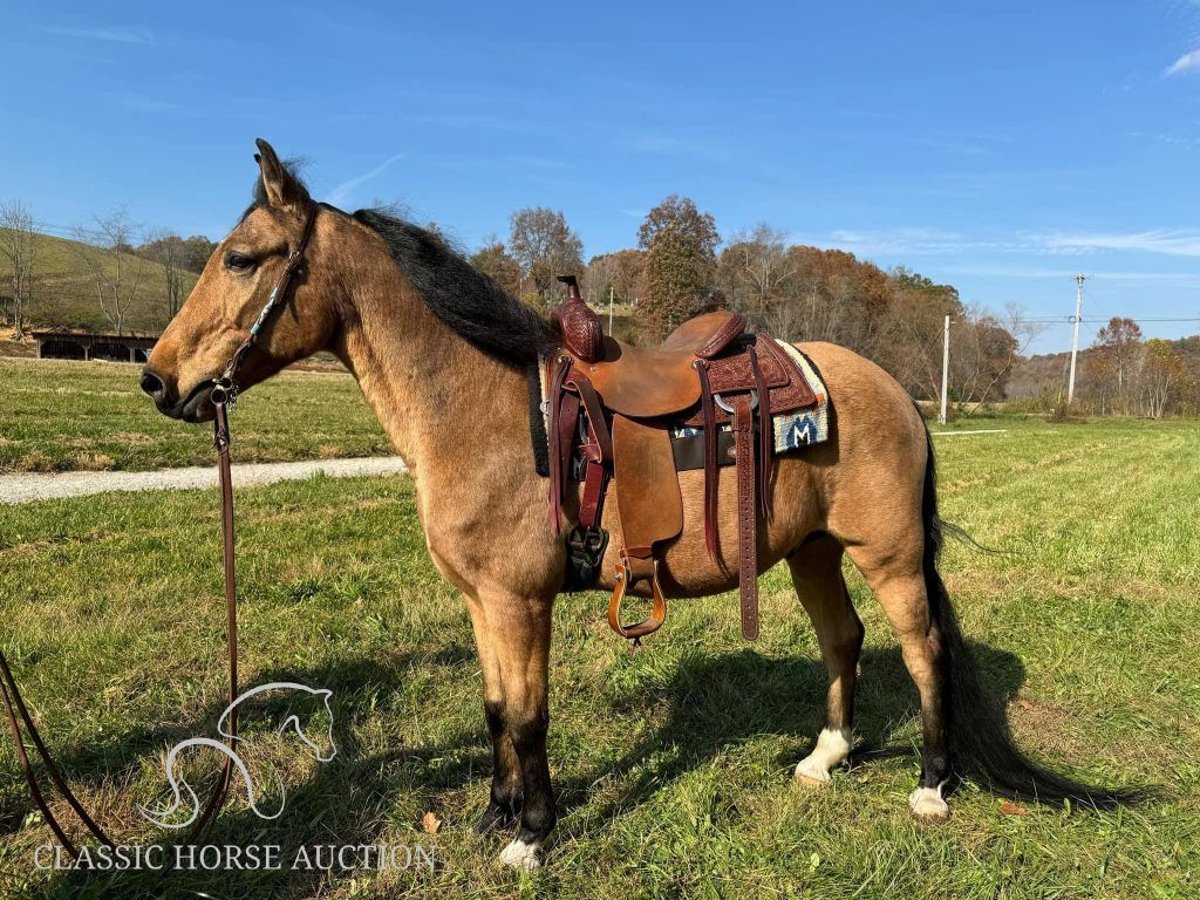 Tennessee Walking Horse Castrone 15 Anni 152 cm Pelle di daino in Mize, KY