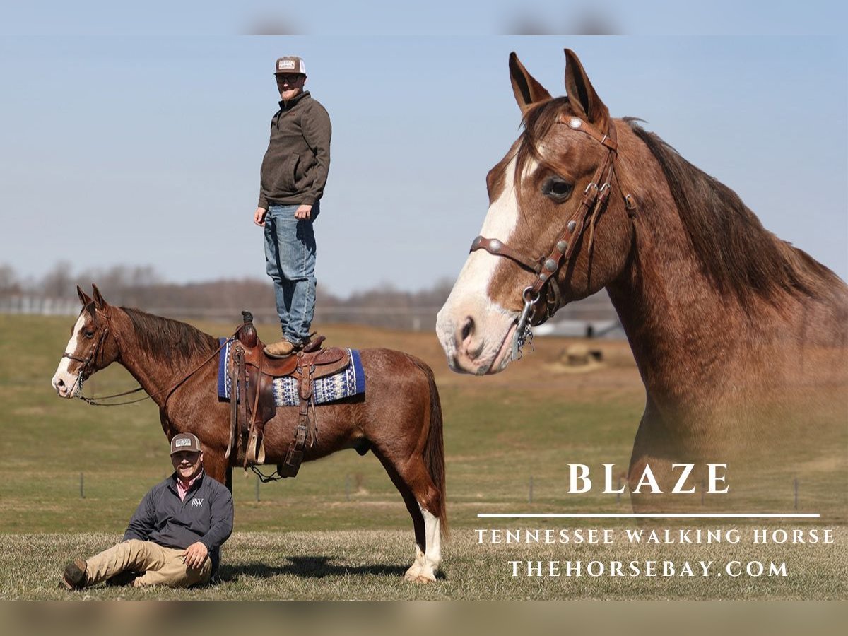 Tennessee Walking Horse Castrone 15 Anni Roano rosso in Parkers Lake, KY